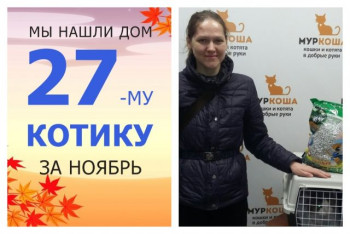 Кот Ватсон начинает новую домашнюю жизнь!