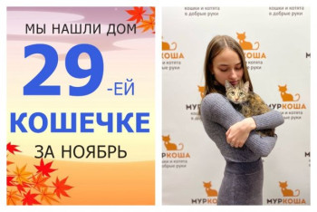 Кошечка Норис встретила заботливую хозяйку!