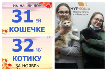 Семилетние котики Клафути и Кракатук отправились в новую семью вместе!