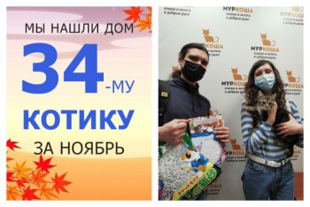 Котенок Тяпкин начинает счастливую домашнюю жизнь!