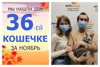 Кошечка Кьяра нашла дом за месяц с хвостиком!