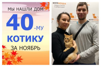 Котик Пересмешник отправляется в домашнюю жизнь!