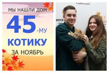 Котик Армин нашел дом за одну неделю!