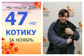 Котик Рико встретил надежную хозяйку!