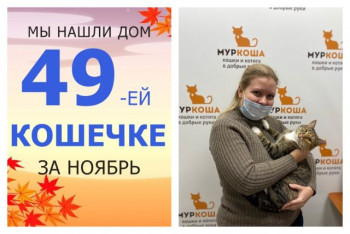 Кошечка Симха встретила заботливую хозяйку!