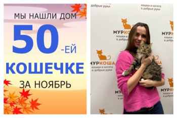 Годовалая кошечка Штучка стала домашней и счастливой!
