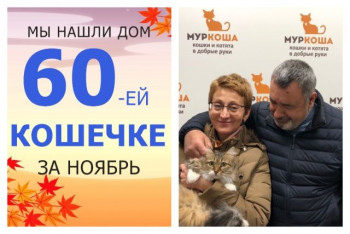 Трёхлетняя кошечка Николь начинает домашнюю жизнь!