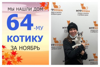 Уезжает домой очаровательный котик Пимс!