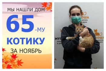 Котик Мохнатик теперь домашний и счастливый!