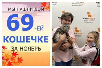 Милая кошечка Данилка теперь домашняя и счастливая!