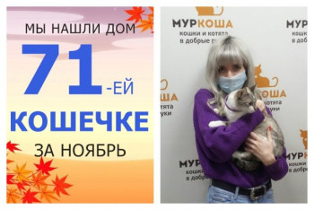 Кошечка Мессина встретила ответственную хозяйку!