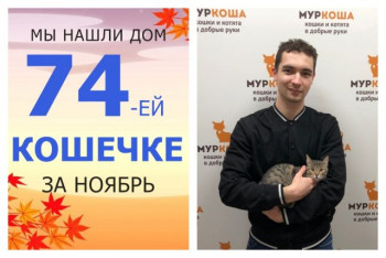 Уезжает домой милая кошечка Печенюшка