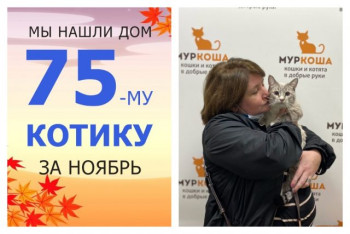 Котик Тар встретил заботливую хозяйку!