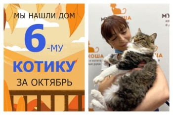 Котик Эльз уезжает в новый дом!
