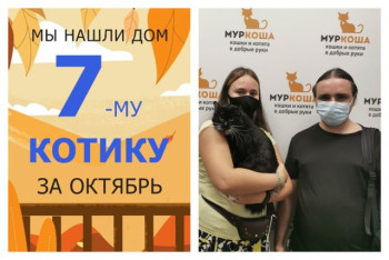 Котик Идальго обрел домашнее счастье!