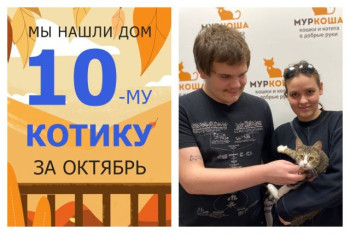 Котик Арти теперь домашний!