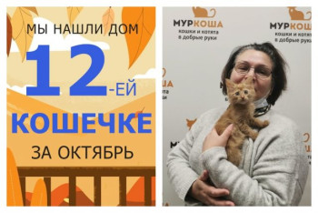 Кошечка Глинка отправилась в чудесный домашний мир!