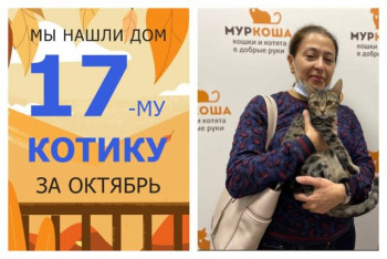 Котёнок Гранди начинает счастливую домашнюю жизнь!
