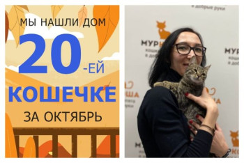 Кошечка Электра стала домашней любимицей!