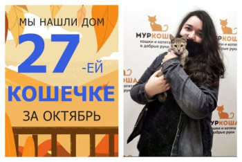 У очаровательной кошечки Соньки появились дом и семья!