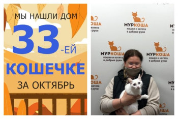 Кошечка Голубка уезжает домой!