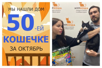 Кошечка Мидори начинает новую счастливую жизнь дома!