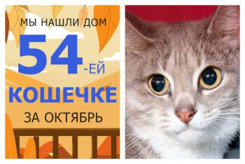У кошечки Сельвы появились дом и семья!