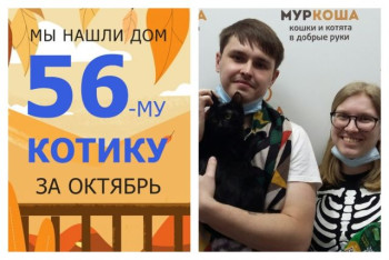 Котик Эрнест начинает домашнюю жизнь!