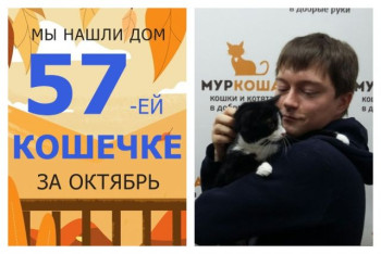 Отважная и прекрасная кошечка Вероника стала домашней!