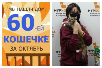 Уличная кошечка Данара стала домашней!