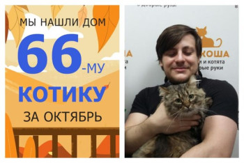 Котик Мастер начинает домашнюю жизнь!