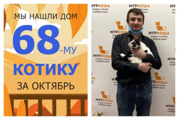 Котик Сандро завоевал сердце ответственного хозяина!
