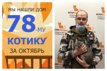 Котёнок Нордик встретил настоящего друга!