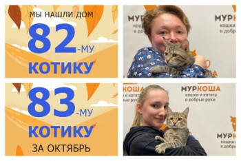 Два котика-братика Коровкин и Цитрон уезжают домой вместе!