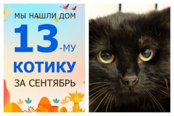 Котик Оникс начинает новую домашнюю жизнь!