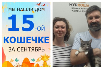 Кошечка Луиза обрела домашнее счастье!