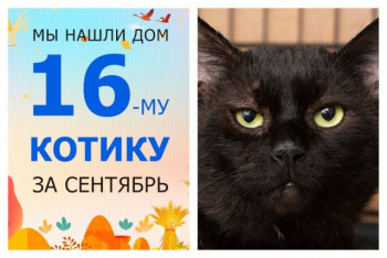 У семилетнего котика Чуни появилась любящая хозяйка!