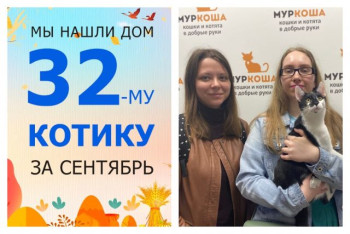 Юный котик Нико теперь домашний любимец!