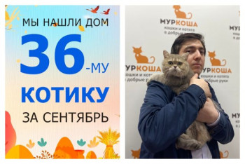 Кот Сырничек уезжает в новый дом!
