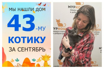 Котёнок Илюшка начинает домашнюю жизнь!