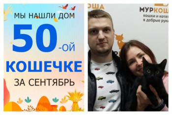 Уличная кошечка Уличка стала домашней за три недели!