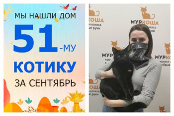 Котик Торин отправляется в новую домашнюю жизнь!