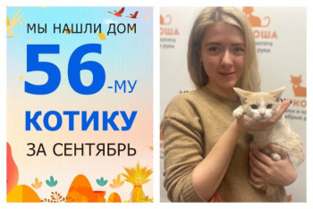 Котёнок Линк стал домашним за две недели!