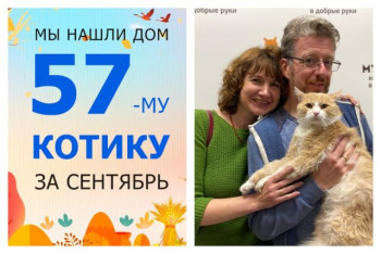 Кот Корж нашел дом меньше чем за два месяца!