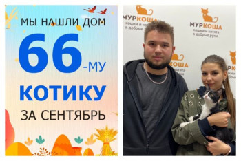 Уличный котенок Мейсон обрел домашнее счастье!
