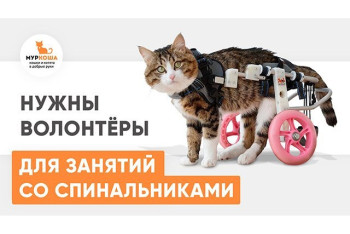 Нам нужны волонтёры для занятий со спинальниками!