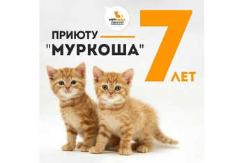 Adoption центру "Муркоша" – 7 лет!