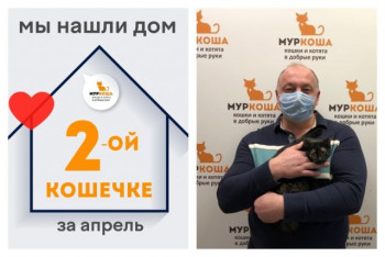 Юная кошечка Ирэна стала домашней любимицей!