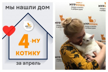 У котика Тоши появилась надежная хозяйка!