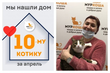 Котик Пузырик начинает счастливую домашнюю жизнь!